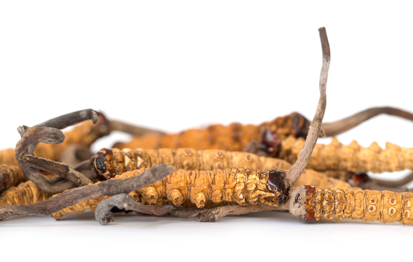 Ophiocordyceps sinensis by TCMchef blog