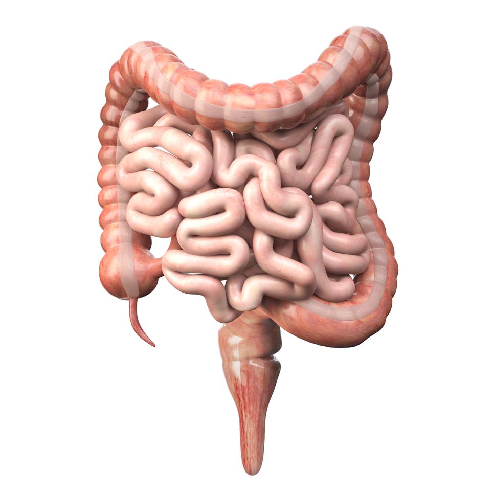 Large and small Intestine