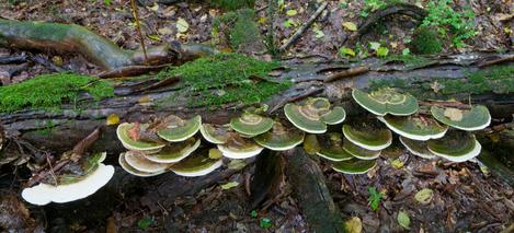 polypore funghi contain anti viral properties