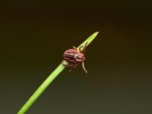 Lyme Disease - osteopathic solutions