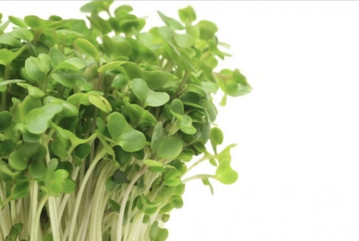 Fresh broccoli sprouts grown indoors — TCMChef Raphael medicinal recipe